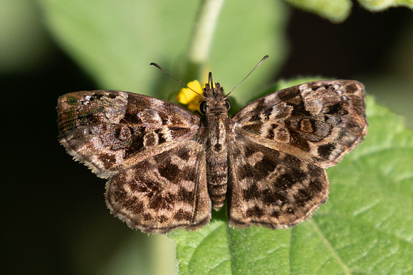 Gorgythion beggina-4245