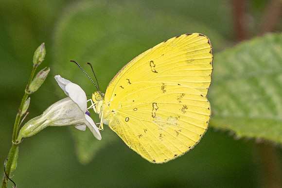 Eurema blanda-0731