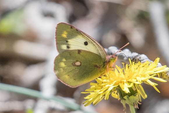 Colias alfacariensis 8313 - Route Paranestiou Sidironerou - 15/04/22