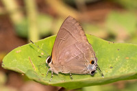 Rapala scintilla-0989- Chiang Dao - 17/03/25