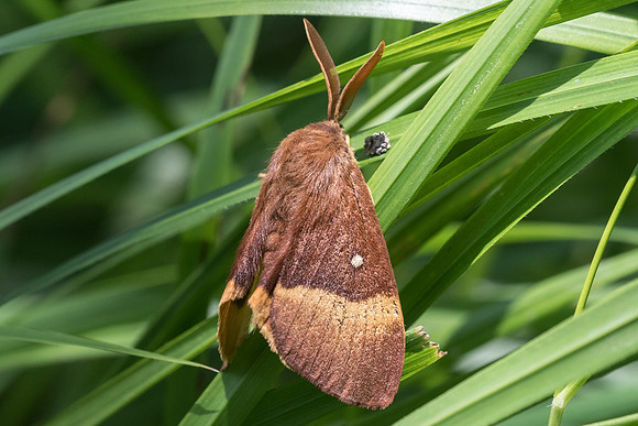 Lasiocampa quercus - 6270 - Lesigny