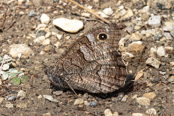 Hipparchia fatua-1479 - Antalya, Goynuk canyon - 19/09/24