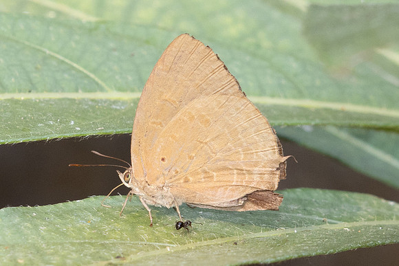 Arhopala khamti -6359