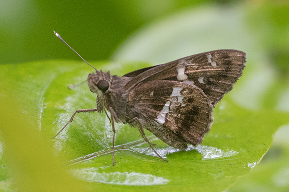 Hyarotis adrastus-6960 - Khao Phanom Bencha National Park - 27/11/23