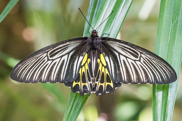 Troides aeacus aeacus ♀-4010- Bangkok - 30/11/23