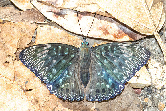 Dichorragia nesimachus-5543