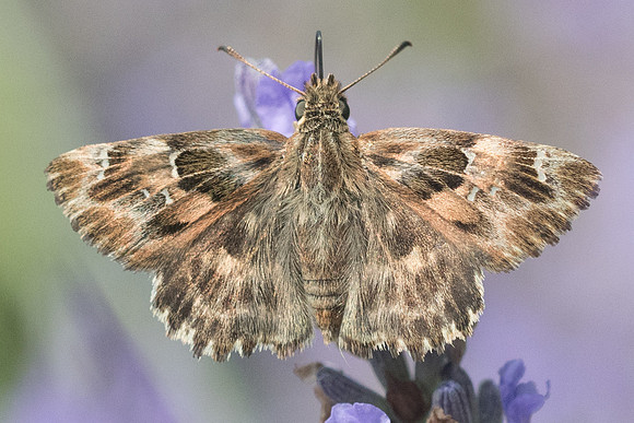 Carcharodus alceae-9899 - La roque gageac - 26/06/23