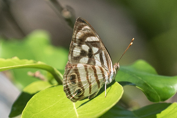 Dynamine postverta-2918