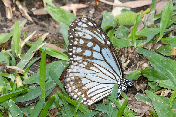 Parantica aglea-5188 - Doi Inthanon - 26/03/25