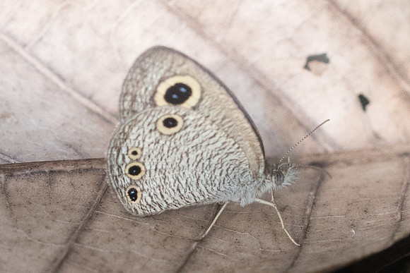 Ypthima huebneri-0287