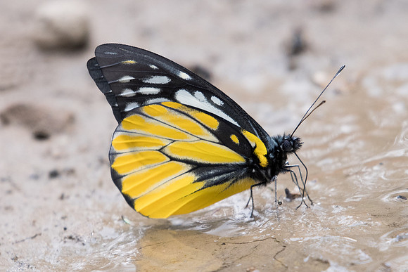 Prioneris thestylis-1850- Chiang Dao  - 11/03/23