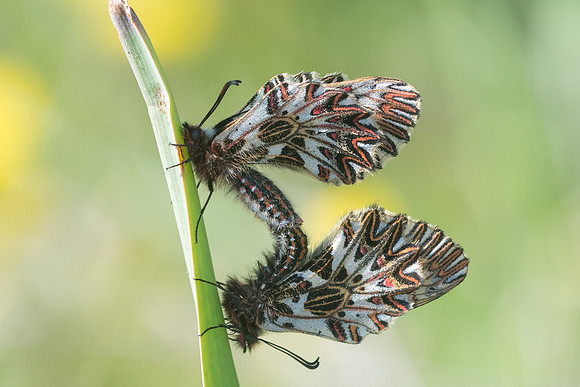 Zerynthia polyxena-6687-Lac Vistonida - 13/04/22