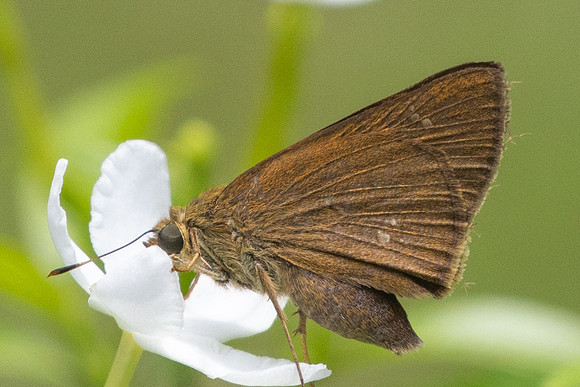 Caltoris bromus-9292