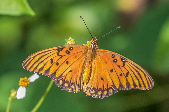 Agraulis vanillae incarnata-4416