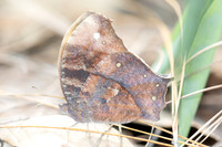 Melanitis sp-5863