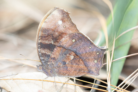 Melanitis sp-5863
