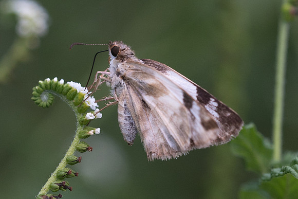 Helioptes laviana-1