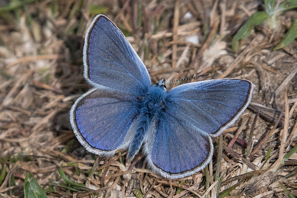Polyommatus icarus-7182