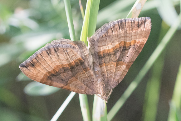 Nuit-3278 Scotopteryx chenopodiata