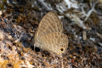 Nacaduba berenice-4196