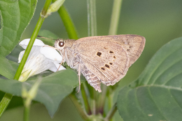Suastus gremius-0853