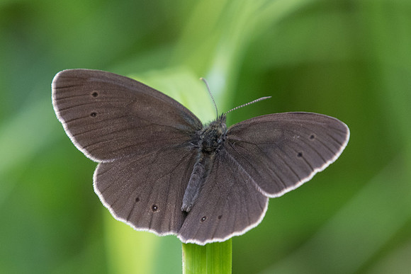 Aphantopus hyperantus - 9654 - Châtillon sur seine  - 9/06/22
