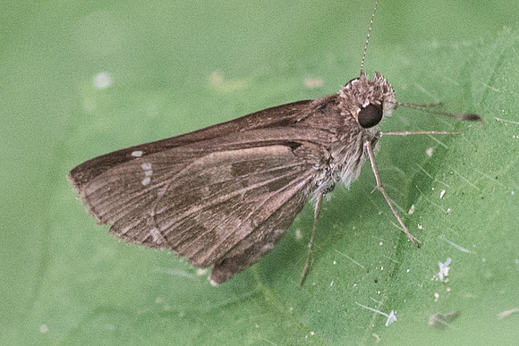 Cymaenes trebius --4884