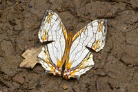 Cyrestis thyodamas-2198