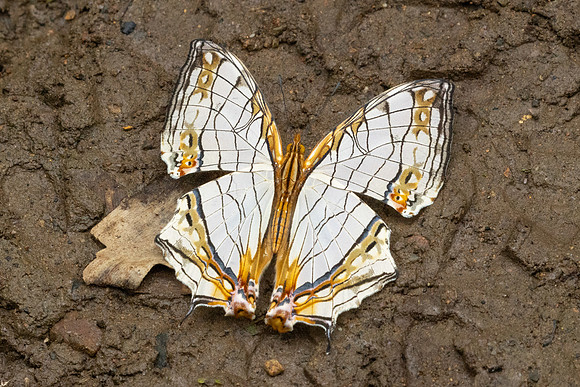 Cyrestis thyodamas-2198
