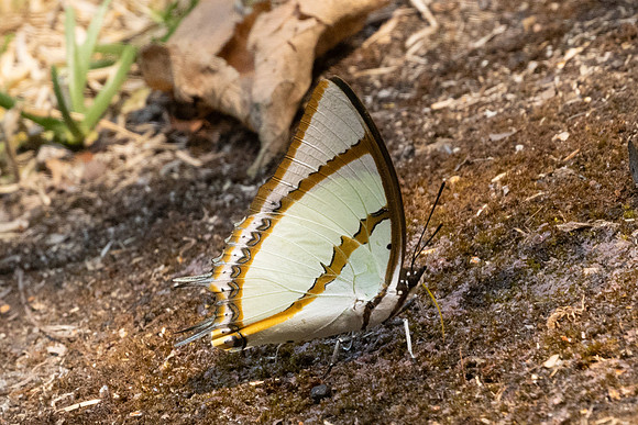 Polyura dolon-3433