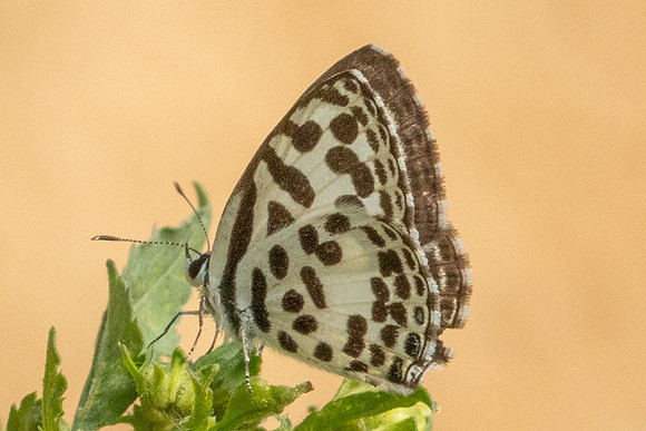 Castalius rosimon-3404