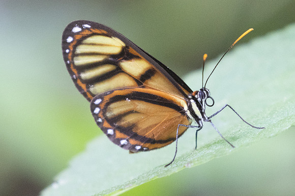 Ithomia iphianassa-5339