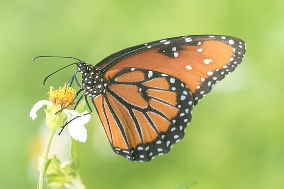 danaus gilippus-4114