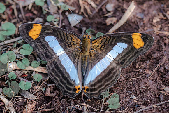 Adelpha paraena massilia-5899