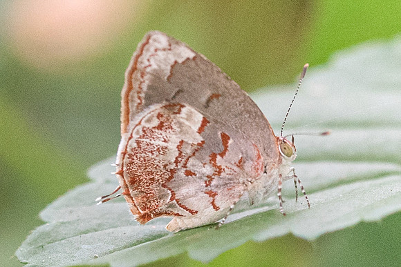 Ministrymon phrutus-4986