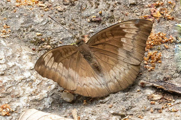 Euthalia monina -6477 - Doi-Suthep - 27/03/24