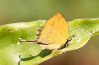 Yasoda tripunctata tripunctata -6375 - Doi Suthep 1180m - 28/03/25