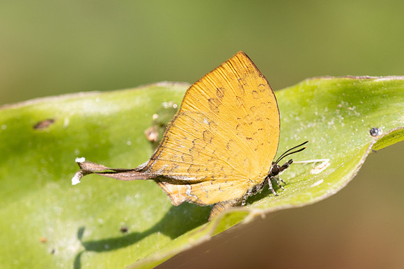 Yasoda tripunctata tripunctata -6375 - Doi Suthep 1180m - 28/03/25