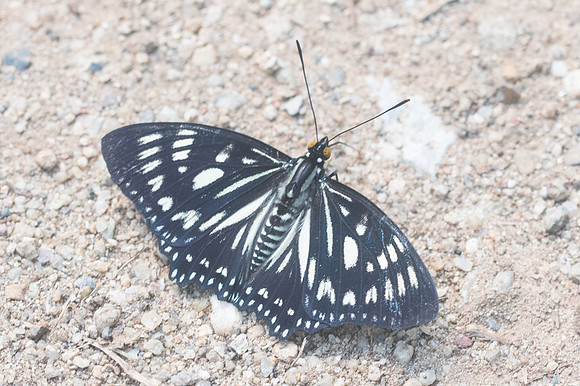 Euripus nyctelius-3119 - Chiang Dao - 15/11/23