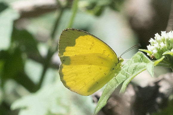 Eurema blanda-3250 - Chiang Rai - 19/11/23