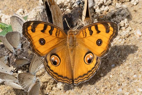 Junonia almana-9789