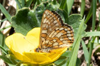 Euphydryas cynthia-1207- Col D'Agnel - 24/06/2025