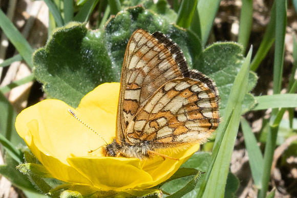Euphydryas cynthia-1207- Col D'Agnel - 24/06/2025