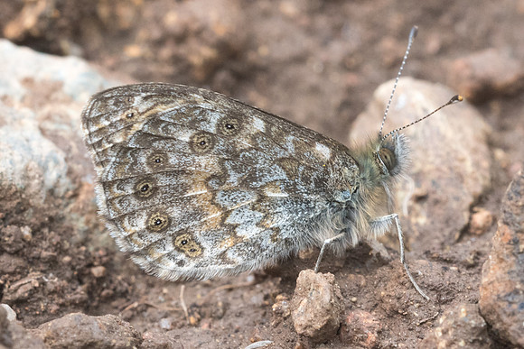 Lasiommata paramegaera-8093 - Vivario - 13/06/23