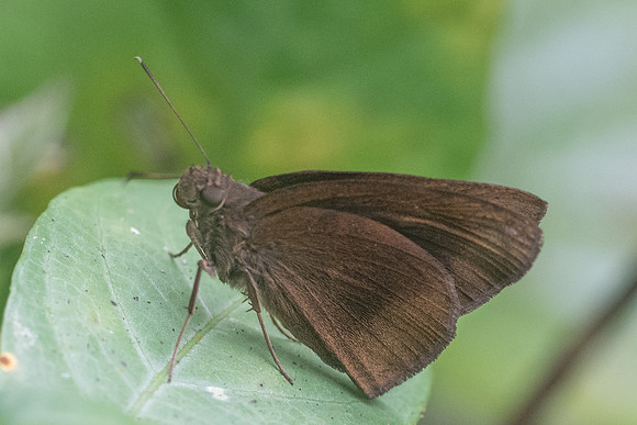 Ancistroides nigrita-5819 - Chiang Dao - 12/03/23