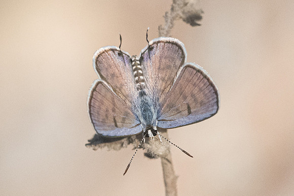 Tarucus rosaceus-6744