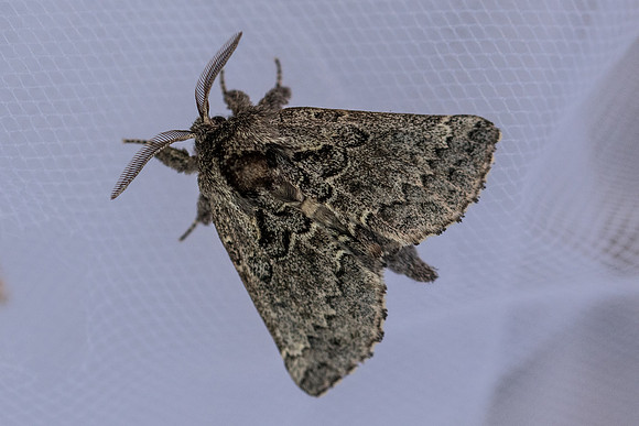 rhegmatophila alpina - 2260 -