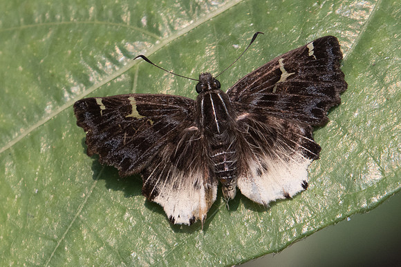 Darpa hanria  Moore-0323-  Doi Suthep -  7/03/23
