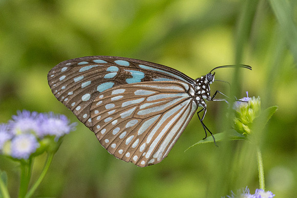 Ideopsis similis-6780- Sepang - 30/03/25