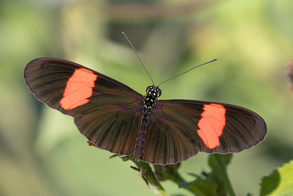 Heliconius melpomene melpomene-1078 - Barichara - 8/06/24